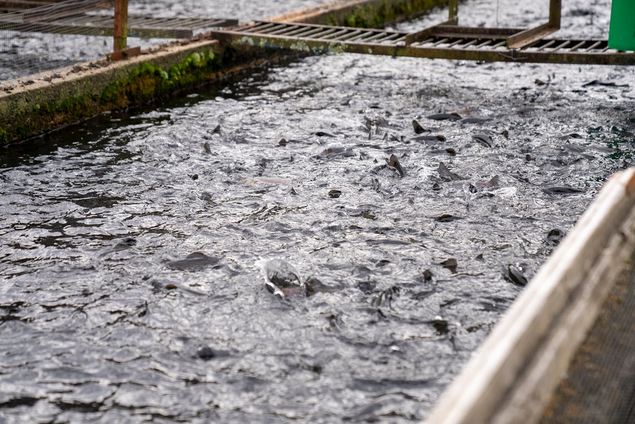 Trout in Water on Industrial Farm